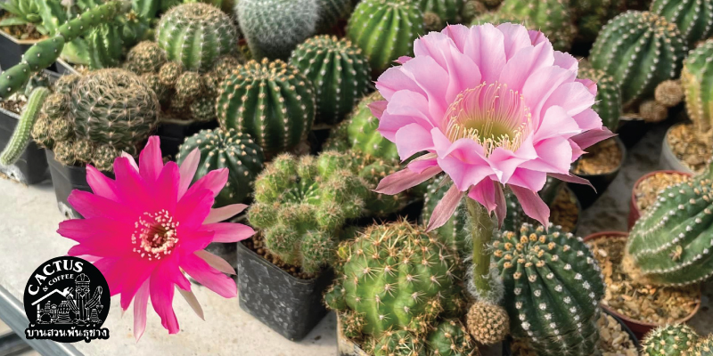 ส่วนลด 10% เมื่อซื้อสินค้าครบ 500 บาทขึ้นไป ที่บ้านสวนพันธุ์ช่าง Cactus&Coffee จ.พังงา